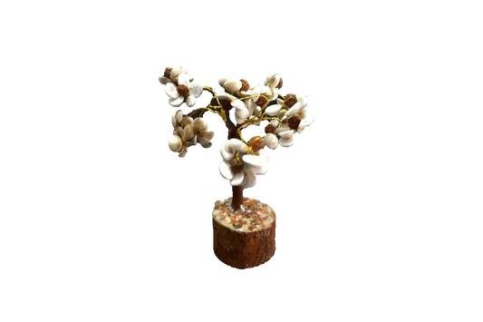 Gomathi Chakra Rudraksha Tree