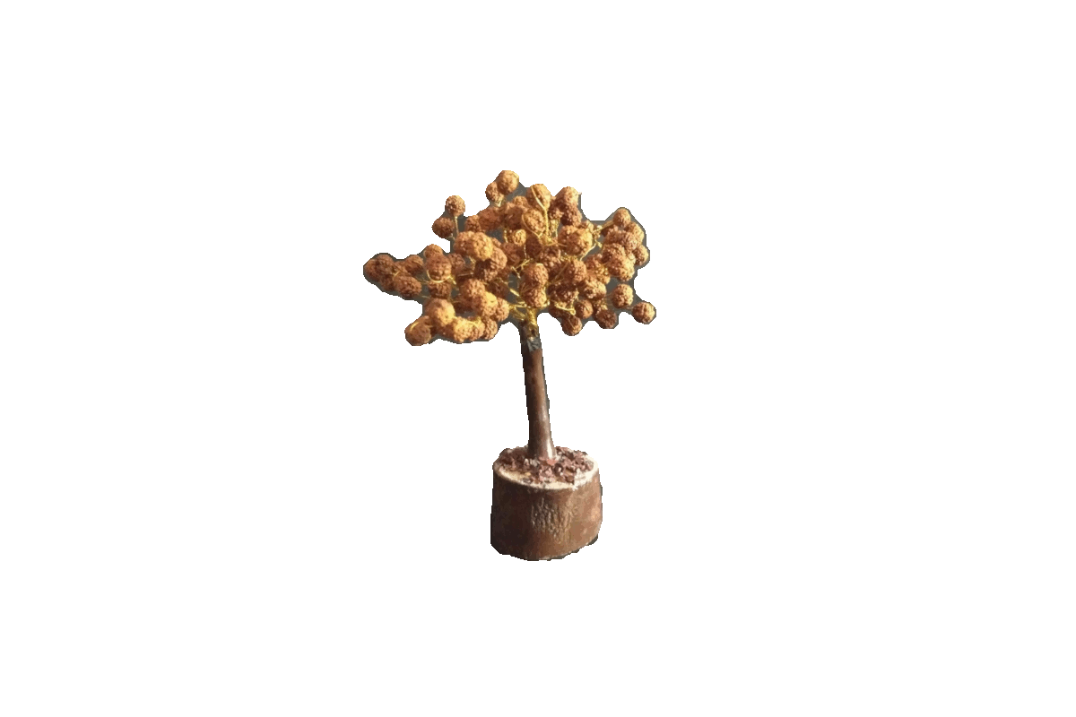 Rudraksha Tree Medium